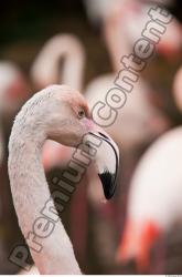 Pink Flamingo